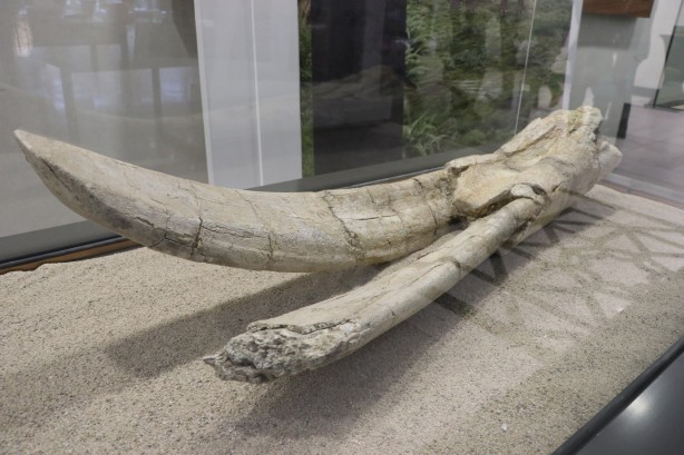 Foto - Türkiye'yi ayağa kaldıracak sergi: Görenler dehşete düşecek! Büyük dev hizmet, Memduh Başkan'dan...