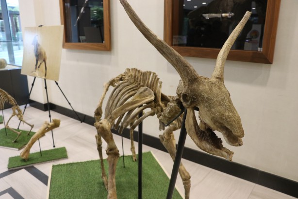 Türkiye'yi ayağa kaldıracak sergi: Görenler dehşete düşecek! Büyük dev hizmet, Memduh Başkan'dan...