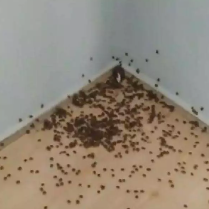 Foto - Türkiye'yi bir felaket bekliyor olabilir! Çin'den binlerce 'samuray' getirildi, 17 ilimizde görevlendirildiler