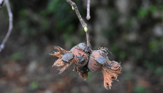 Foto - Türkiye'yi bir felaket bekliyor olabilir! Çin'den binlerce 'samuray' getirildi, 17 ilimizde görevlendirildiler