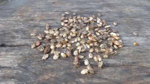 Foto - Türkiye'yi bir felaket bekliyor olabilir! Çin'den binlerce 'samuray' getirildi, 17 ilimizde görevlendirildiler