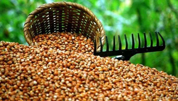 Foto - Türkiye'yi bir felaket bekliyor olabilir! Çin'den binlerce 'samuray' getirildi, 17 ilimizde görevlendirildiler