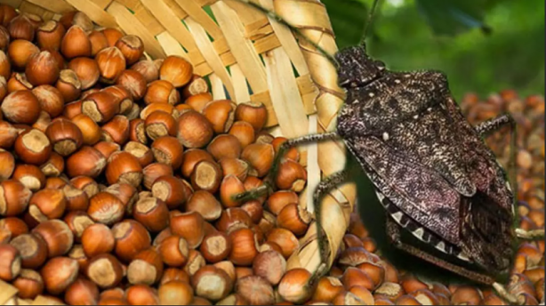 Foto - Türkiye'yi bir felaket bekliyor olabilir! Çin'den binlerce 'samuray' getirildi, 17 ilimizde görevlendirildiler