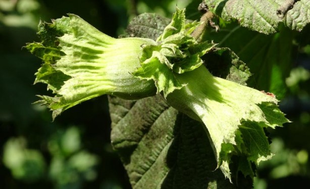 Foto - Türkiye'yi bir felaket bekliyor olabilir! Çin'den binlerce 'samuray' getirildi, 17 ilimizde görevlendirildiler