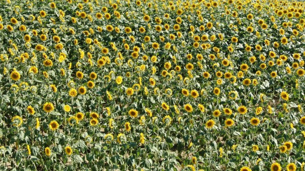Foto - Türkiye'yi sevindiren ayçiçek yağı gelişmesi! 33 sene sonra...