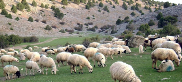 Foto - Türkler beğenmeyince 16 bin lira maaşlı iş Afganlara kaldı! Sadece onlar çalışıyor
