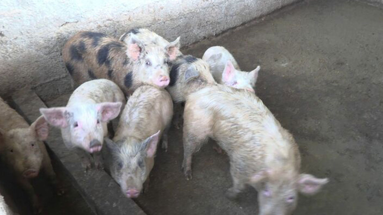 Foto - Türkler domuz eti mi yiyor? Ortalığı karıştıracak itiraf