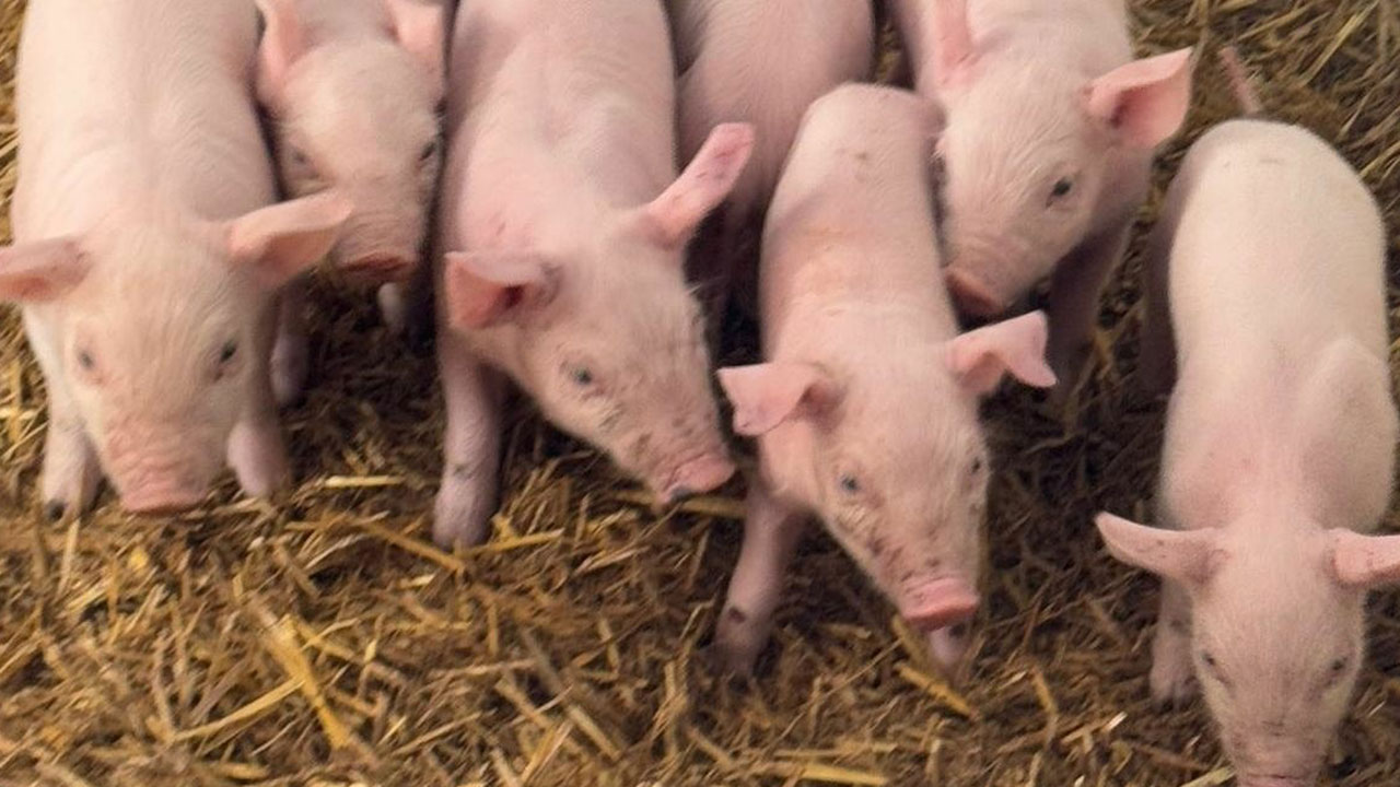 Foto - Türkler domuz eti mi yiyor? Ortalığı karıştıracak itiraf