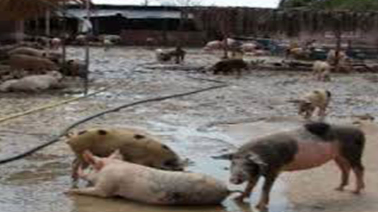 Foto - Türkler domuz eti mi yiyor? Ortalığı karıştıracak itiraf