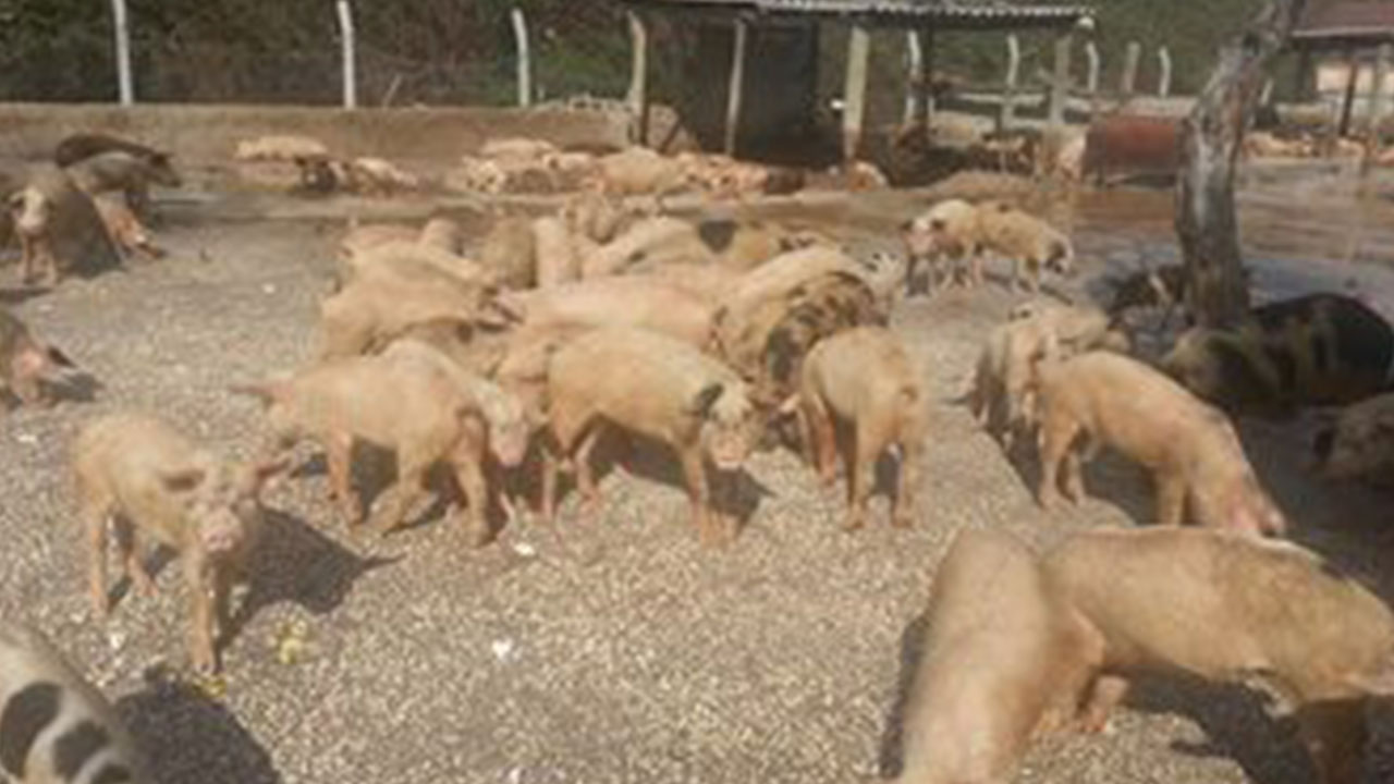 Foto - Türkler domuz eti mi yiyor? Ortalığı karıştıracak itiraf