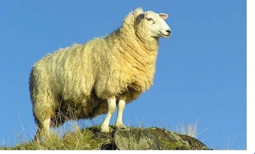 Foto - Türklere has ilginç özellikler