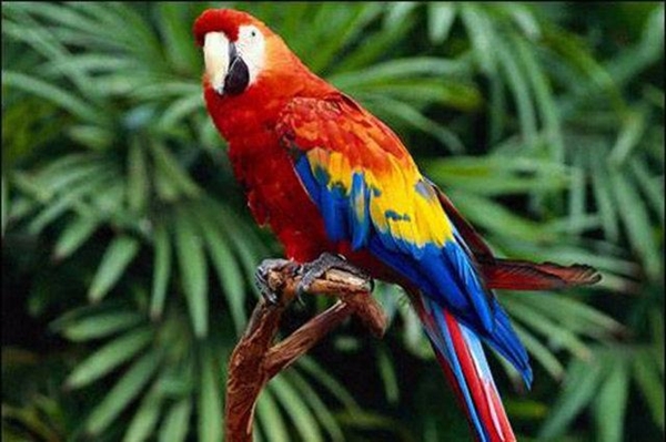 Foto - Türklere özgü sıra dışı davranışlar