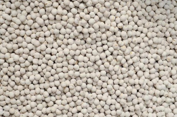 Foto - Türklerin beyaz altını! Damarlarda yağ bırakmıyor, kolesterolü düşürüyor