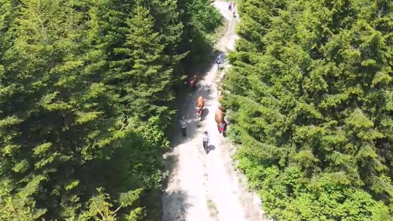 Foto - Türkülerle yaylaya! Doğu Karadeniz’de yüzyıllık göç geleneği sürüyor