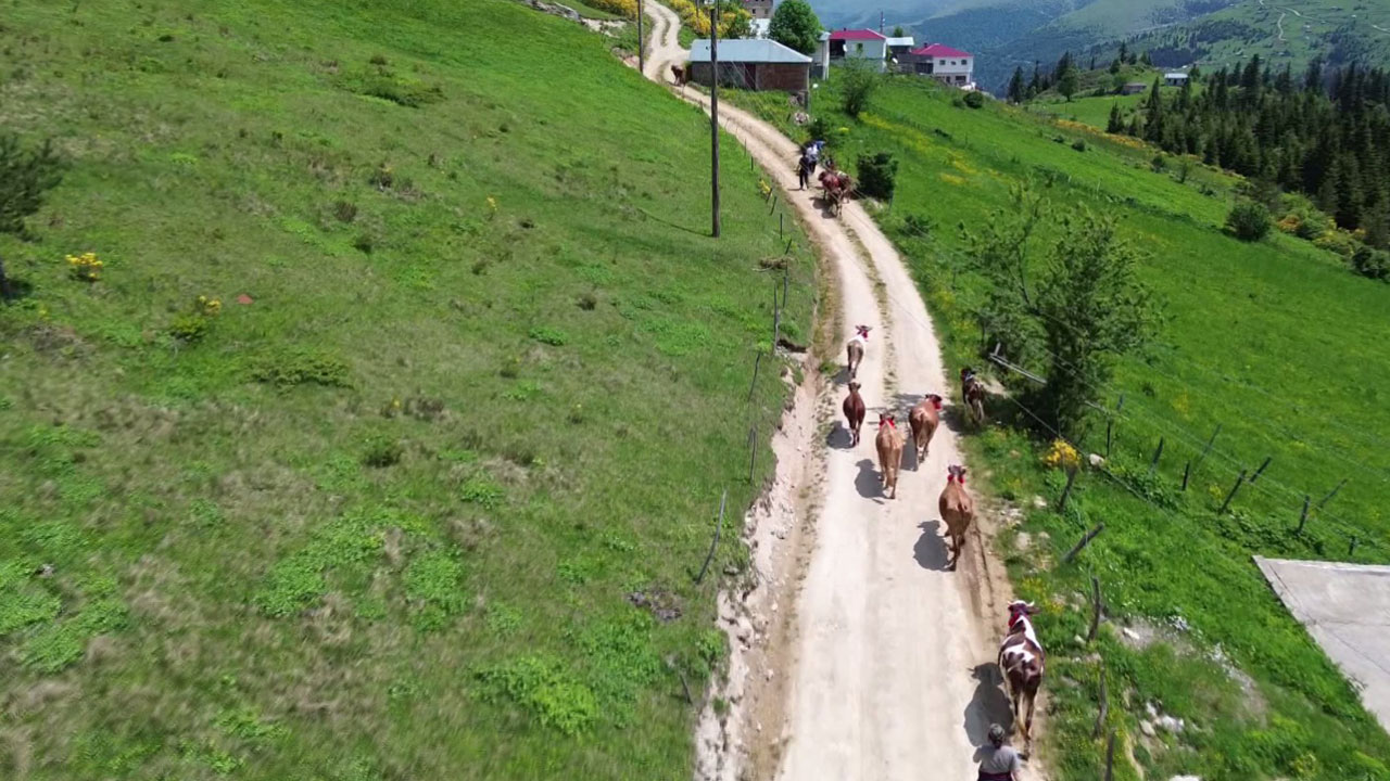 Foto - Türkülerle yaylaya! Doğu Karadeniz’de yüzyıllık göç geleneği sürüyor