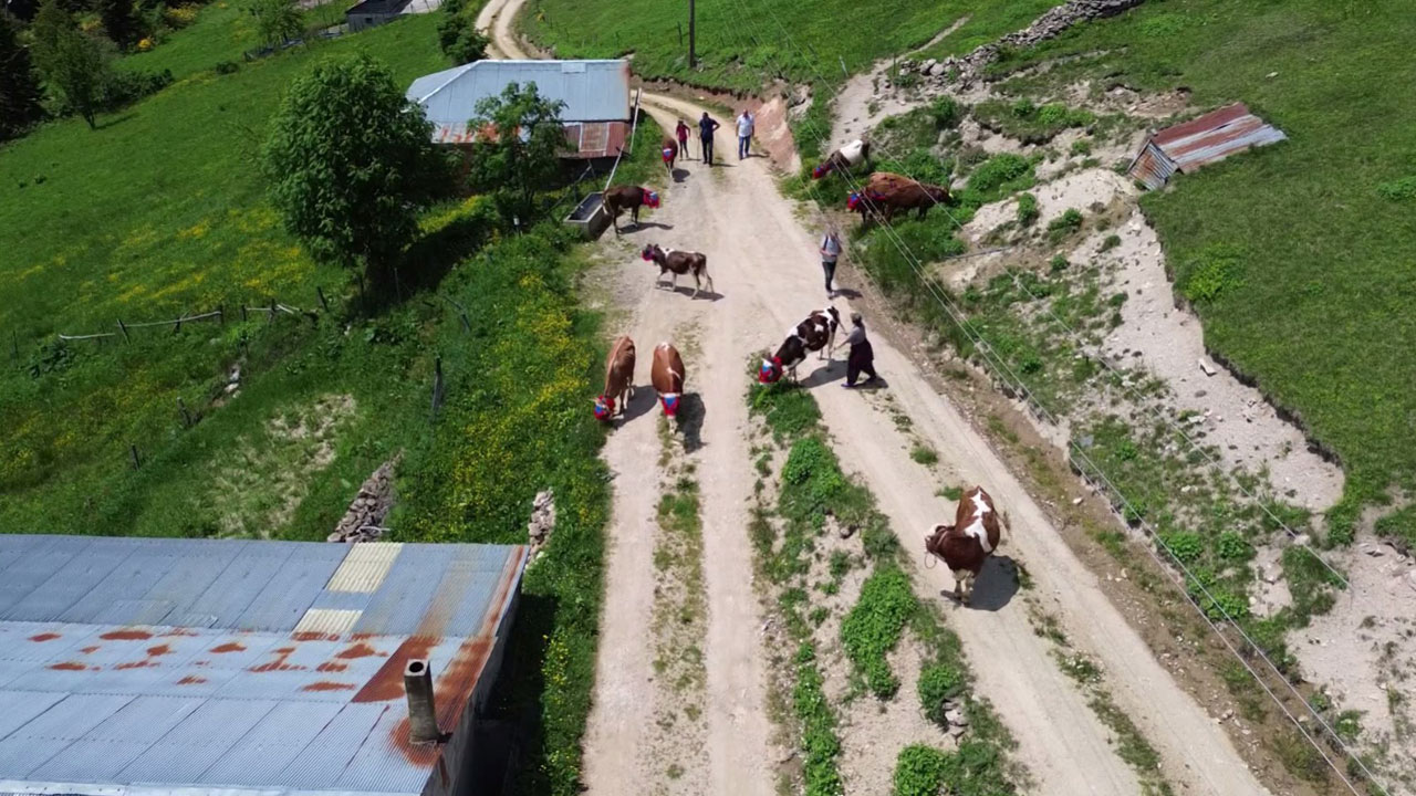 Foto - Türkülerle yaylaya! Doğu Karadeniz’de yüzyıllık göç geleneği sürüyor