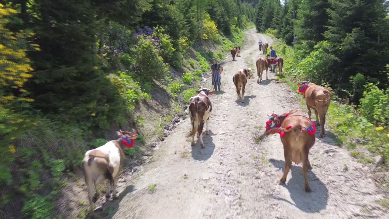Foto - Türkülerle yaylaya! Doğu Karadeniz’de yüzyıllık göç geleneği sürüyor