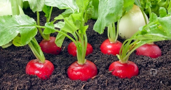 Foto - Turp depresyonu önlüyor!