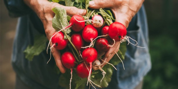 Foto - 'Turp gibi' deyimi boşa değil!
