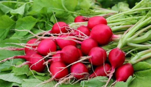 Foto - 'Turp gibi' deyimi boşa değil!