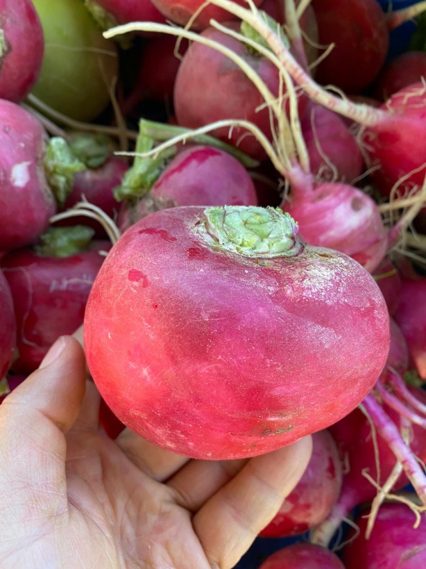 Foto - 'Turp gibi' deyimi boşa değil!