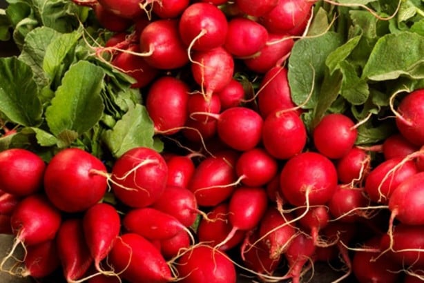 Foto - 'Turp gibi' deyimi boşa değil!