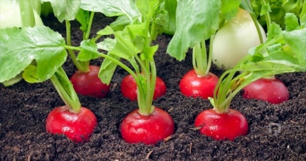 Foto - 'Turp gibi' deyimi boşa değil!