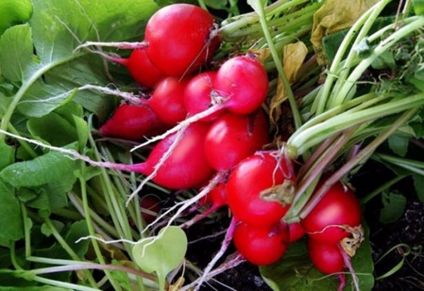  Turp nasıl tüketilmeli?