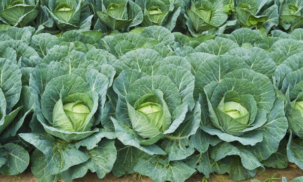 Foto - Turşu suyu bal ile karıştırılırsa ne olur? İşte enteresan faydası