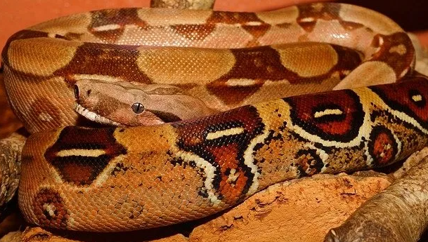 Foto - Tuvalete giren kadın dehşeti yaşadı! Klozetin deliğinden yılan çıktı