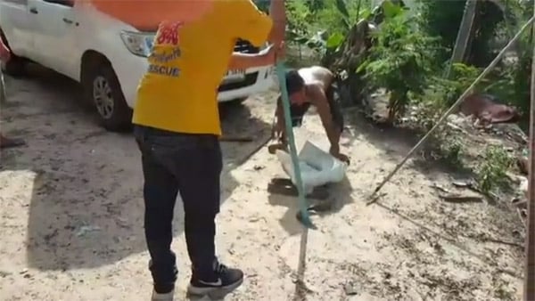 Foto - Tüyler ürperten olay! Araçtan kobra yılanı çıktı