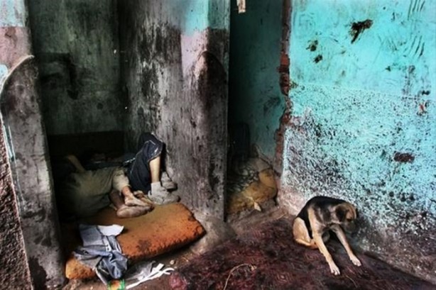 Foto - Tüyler ürperten yaşam