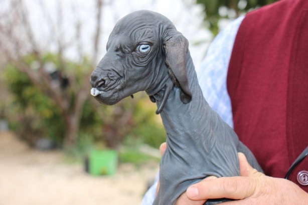 Foto - Tüysüz doğan oğlağa özenle bakılıyor