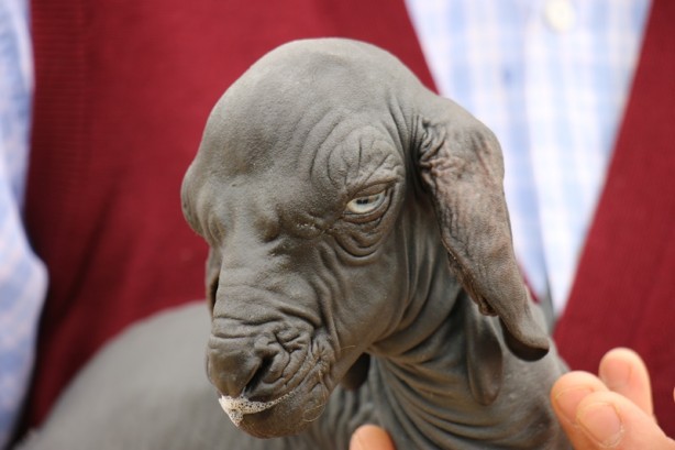 Foto - Tüysüz doğan oğlağa özenle bakılıyor