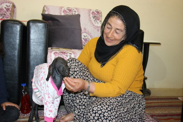 Tüysüz doğan oğlağa özenle bakılıyor