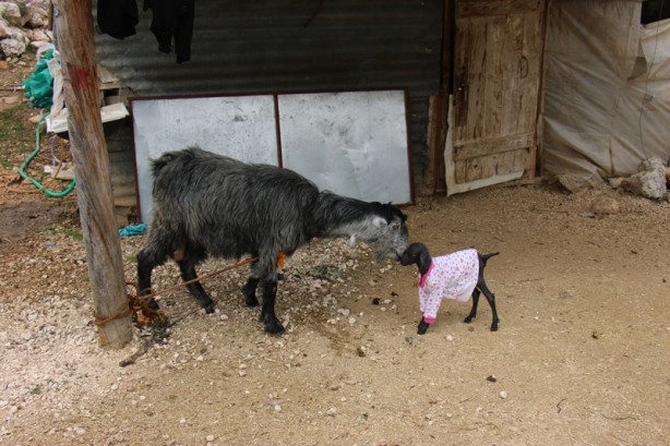 Foto - Tüysüz doğan oğlağa özenle bakılıyor