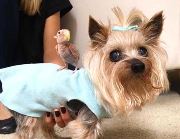 Foto - Tüysüz muhabbet kuşu fenomen oldu