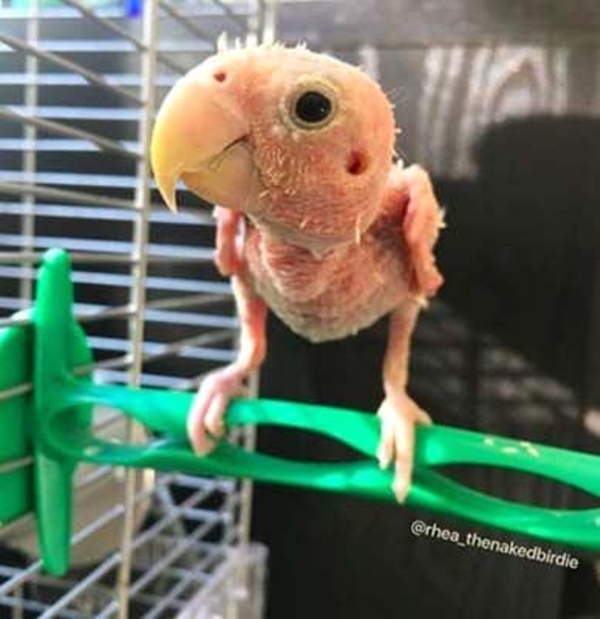 Foto - Tüysüz muhabbet kuşu fenomen oldu