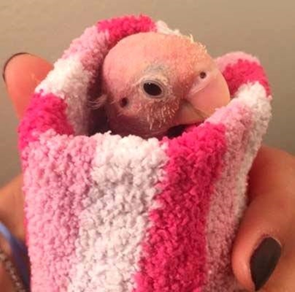 Foto - Tüysüz muhabbet kuşu fenomen oldu