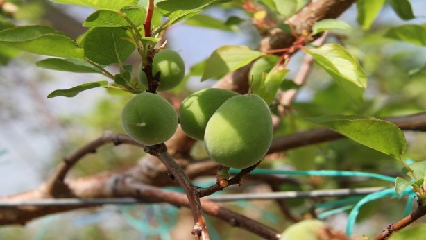 Foto - Tuzla tüketilen çağlanın öyle faydaları var ki... Adeta vitamin deposu!