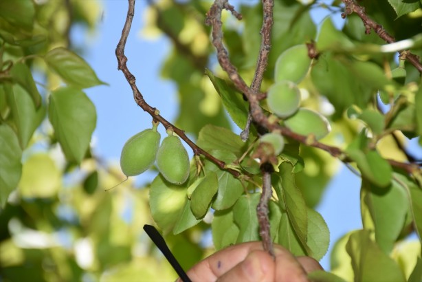 Foto - Tuzla tüketilen çağlanın öyle faydaları var ki... Adeta vitamin deposu!