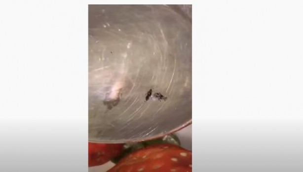 Foto - Tuzlu suya çilek koyma deneyi! Görüntüler şoke etti