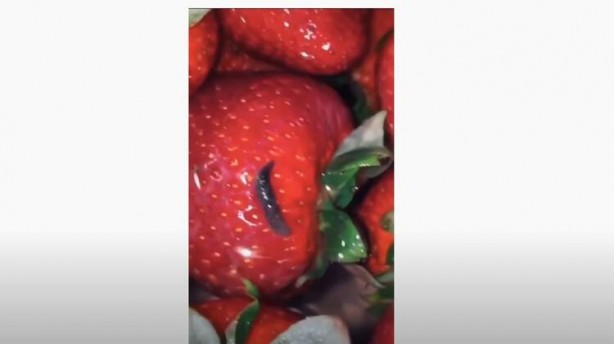 Foto - Tuzlu suya çilek koyma deneyi! Görüntüler şoke etti