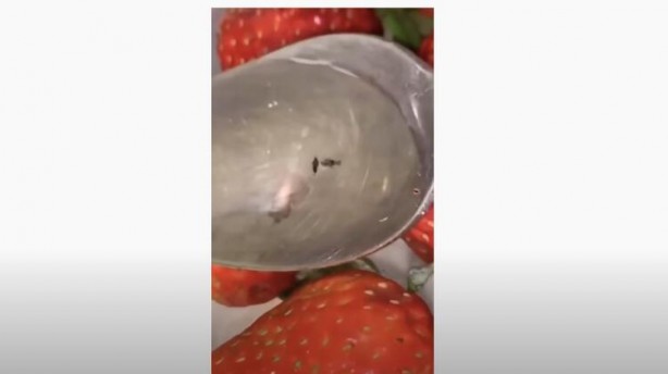 Foto - Tuzlu suya çilek koyma deneyi! Görüntüler şoke etti