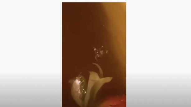 Foto - Tuzlu suya çilek koyma deneyi! Görüntüler şoke etti