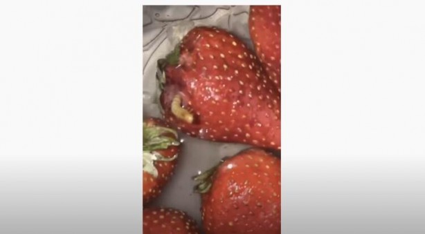 Foto - Tuzlu suya çilek koyma deneyi! Görüntüler şoke etti