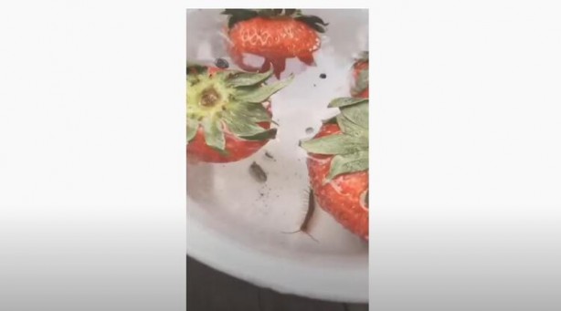 Foto - Tuzlu suya çilek koyma deneyi! Görüntüler şoke etti