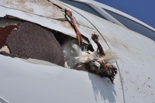 Uçak, Leylek sürüsüne girdi