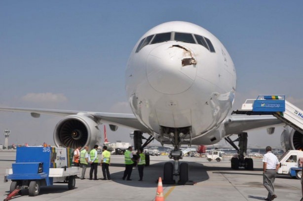 Foto - Uçak, Leylek sürüsüne girdi