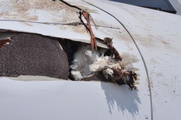 Foto - Uçak, Leylek sürüsüne girdi